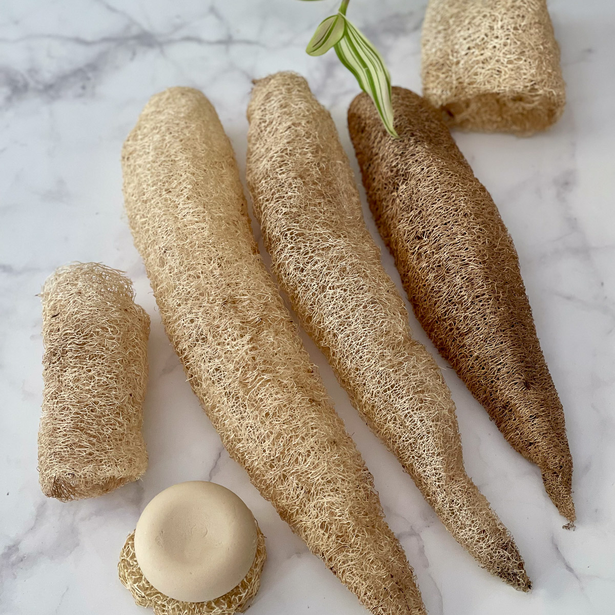 Italian loofah sponge teby_9805 Luffa Spugna vegetale Italiana