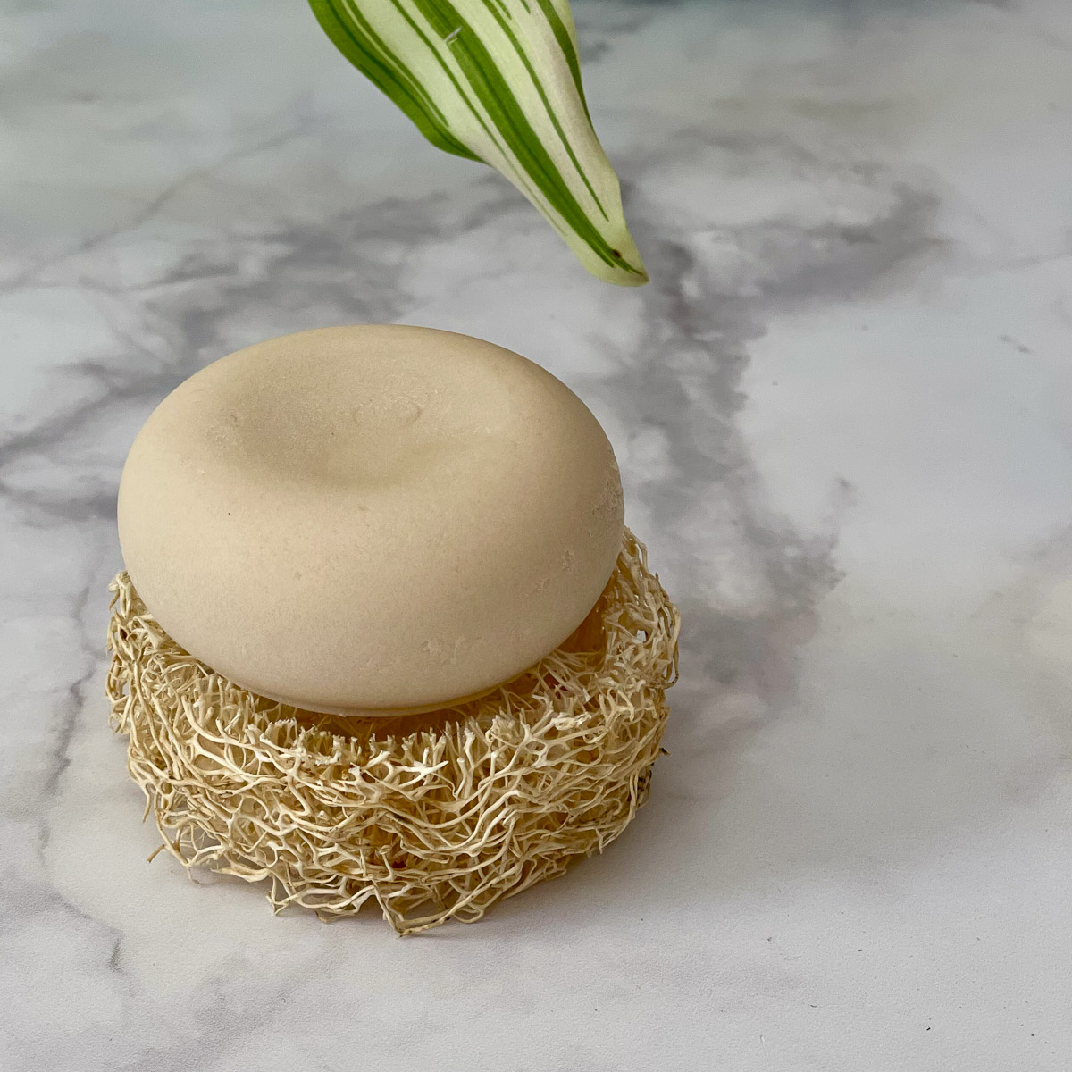 Italian loofah sponge teby_9808 Luffa Spugna vegetale Italiana