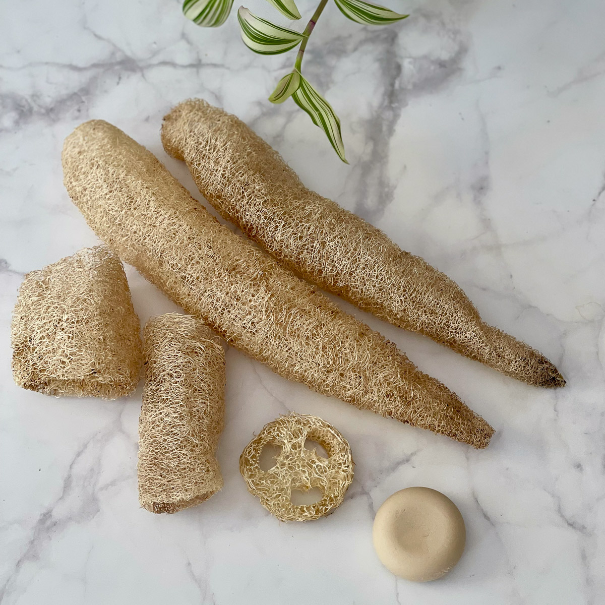 luffa spugna vegetale italiana teby_9802 Luffa Spugna vegetale Italiana