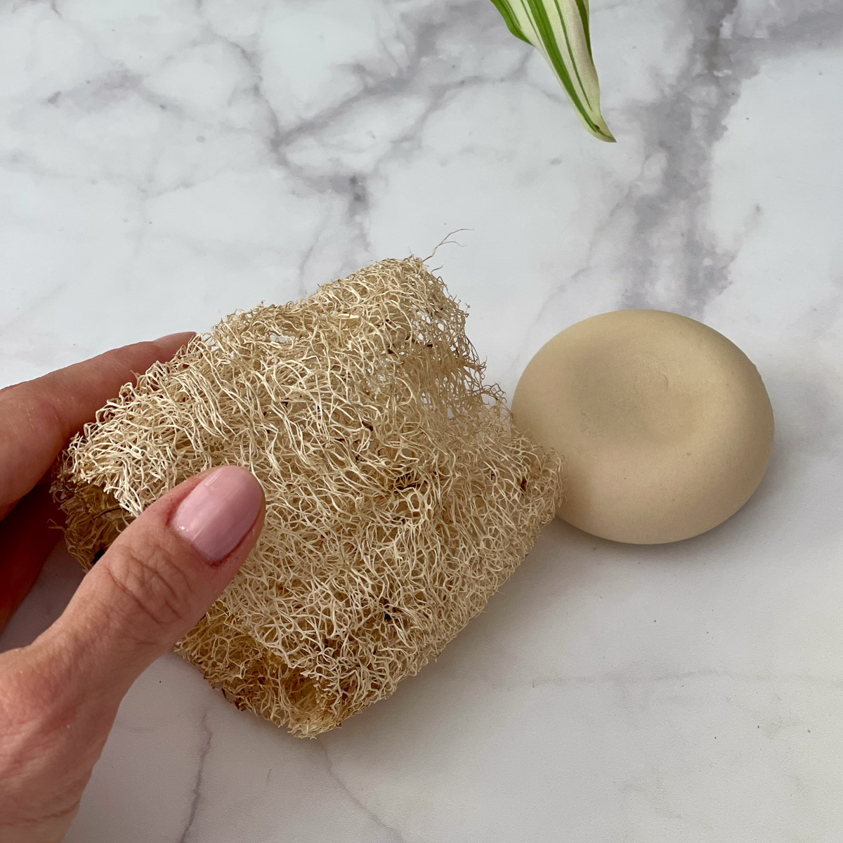 luffa spugna vegetale italiana teby_9810 Luffa Spugna vegetale Italiana