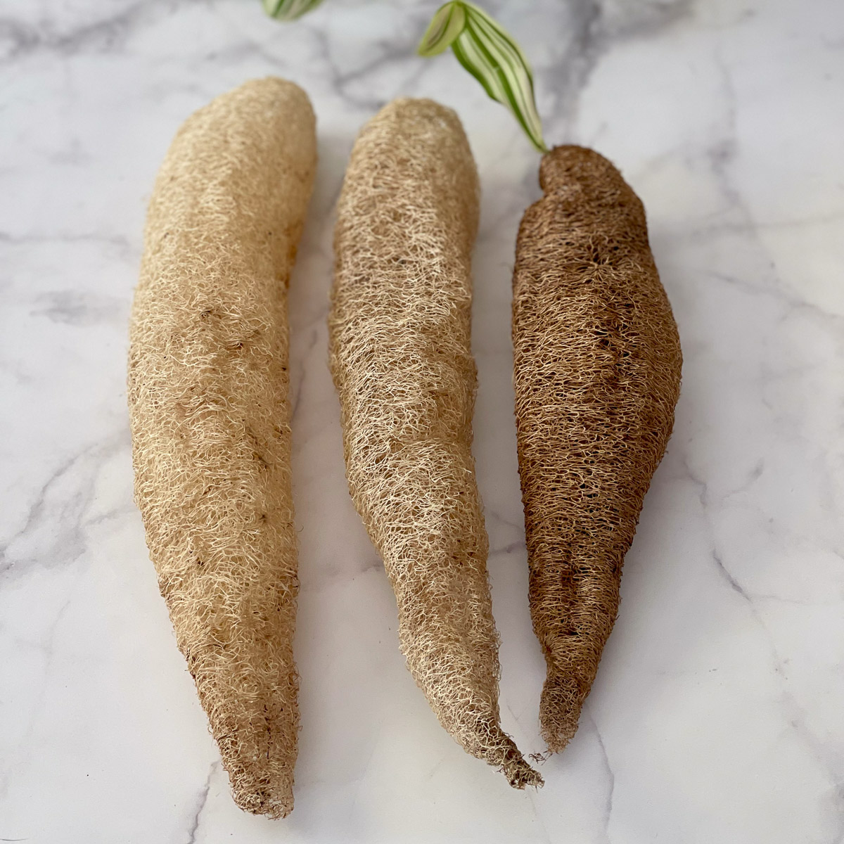 luffa spugna vegetale italiana teby_9811 Luffa italiana Spugna vegetale Italiana