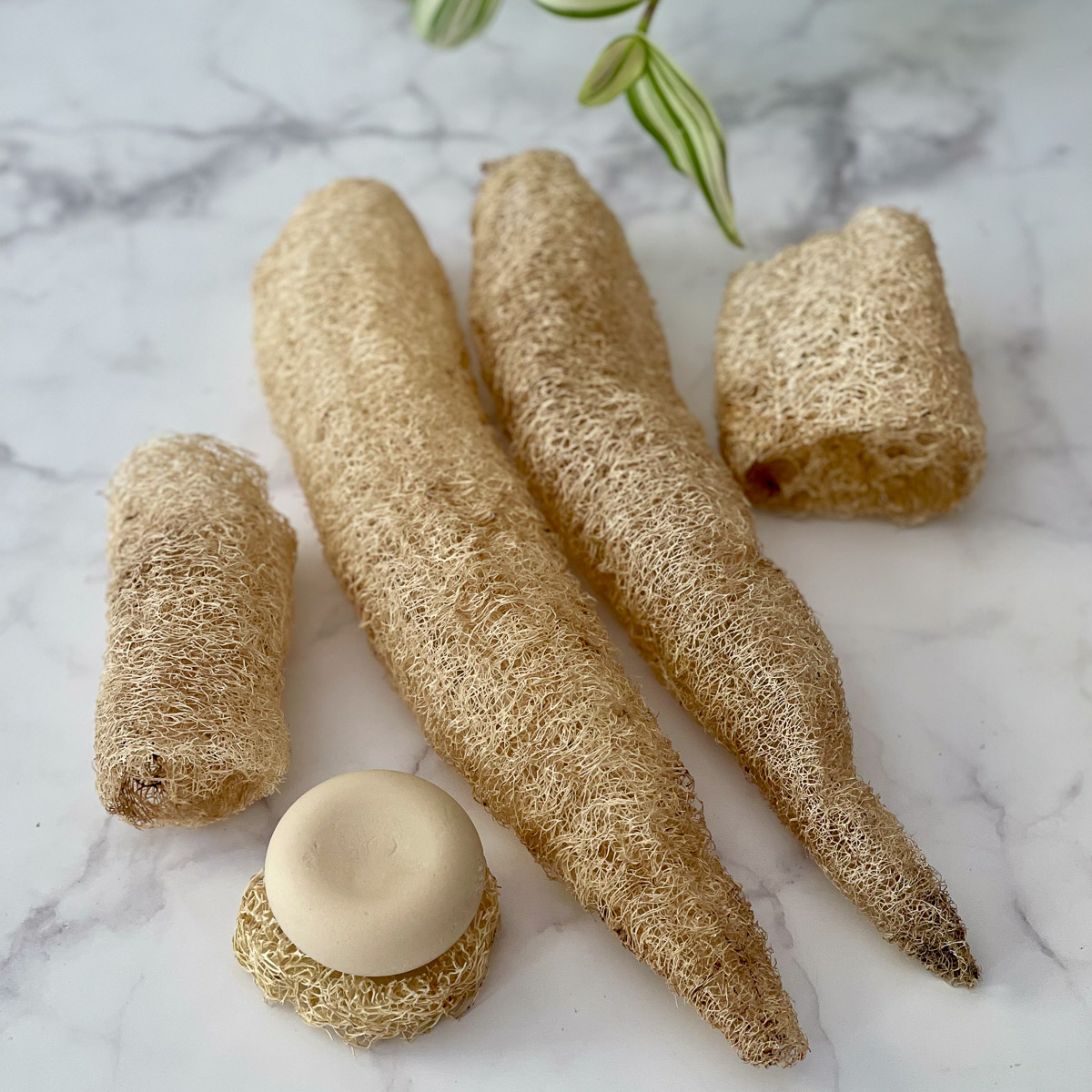 luffa spugna vegetale teby_9803 Luffa Spugna vegetale Italiana